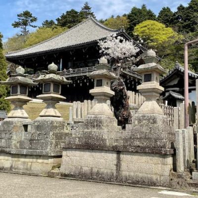 Nara park