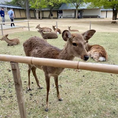 Nara deer