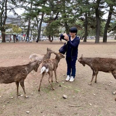 Nara deer