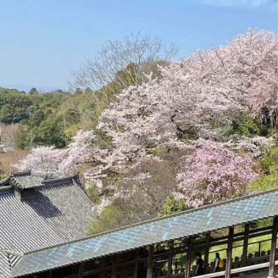 Nara park