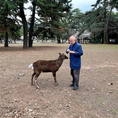 Nara deer