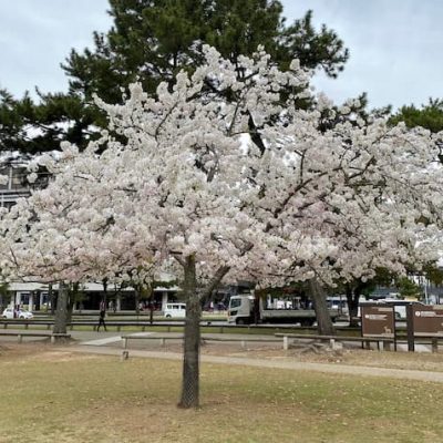 Nara cherry tree