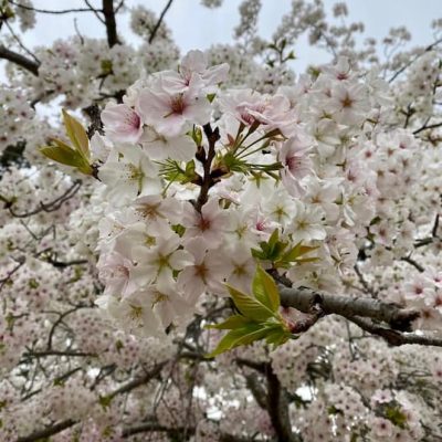 Nara cherry tree