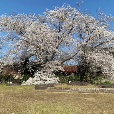 Nara cherry tree