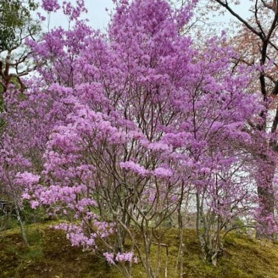 Nara Suimoncho garden