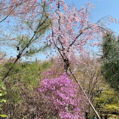 Tenryuj garden