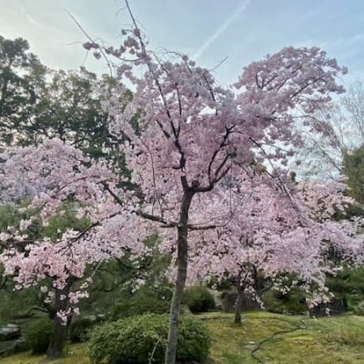 heian jingu garden kyoto