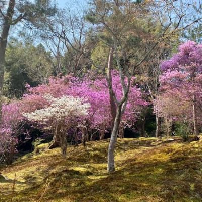 Tenryuj garden