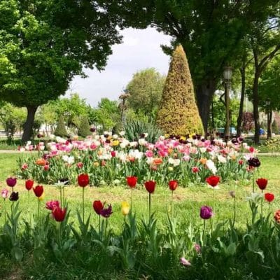 Flowers in Tashkent